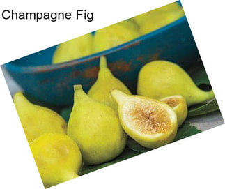 Champagne Fig