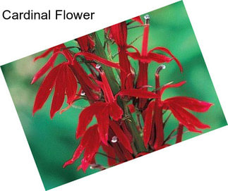 Cardinal Flower