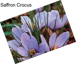 Saffron Crocus