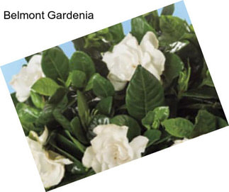 Belmont Gardenia