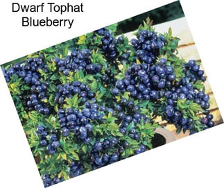 Dwarf Tophat Blueberry