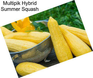 Multipik Hybrid Summer Squash