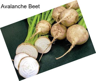 Avalanche Beet