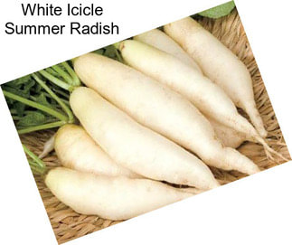White Icicle Summer Radish
