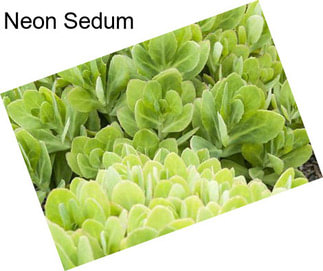 Neon Sedum