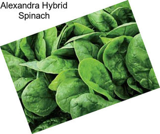 Alexandra Hybrid Spinach