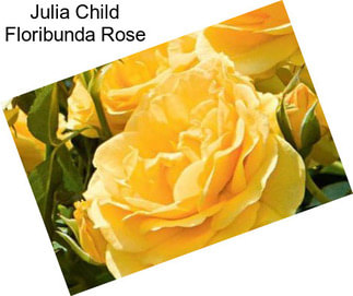 Julia Child Floribunda Rose