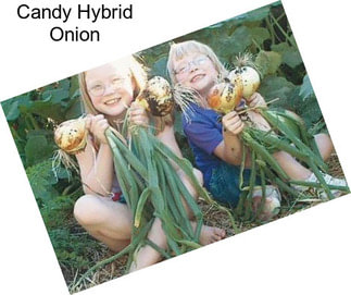 Candy Hybrid Onion
