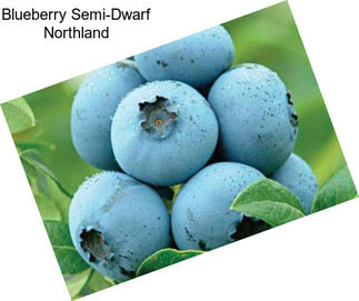 Blueberry Semi-Dwarf Northland