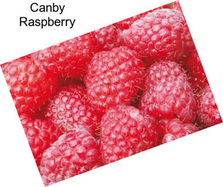 Canby Raspberry