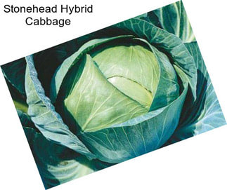 Stonehead Hybrid Cabbage