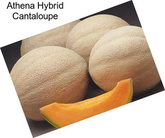 Athena Hybrid Cantaloupe