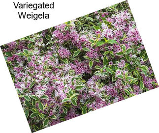 Variegated Weigela