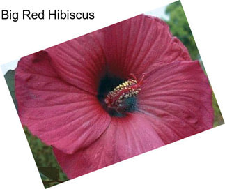 Big Red Hibiscus