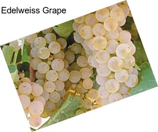 Edelweiss Grape