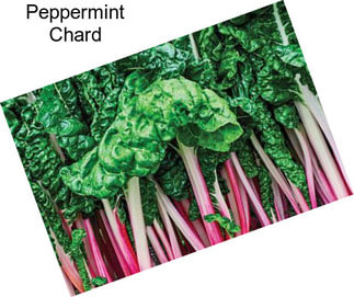 Peppermint Chard