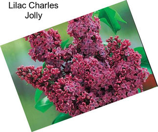 Lilac Charles Jolly