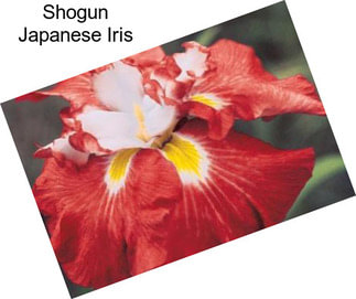 Shogun Japanese Iris