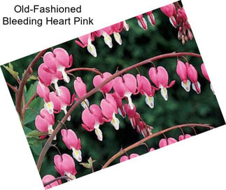 Old-Fashioned Bleeding Heart Pink