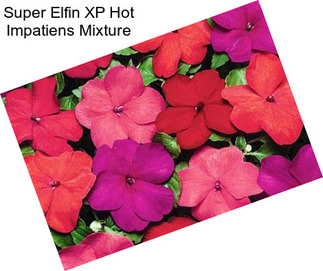 Super Elfin XP Hot Impatiens Mixture