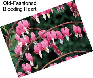 Old-Fashioned Bleeding Heart