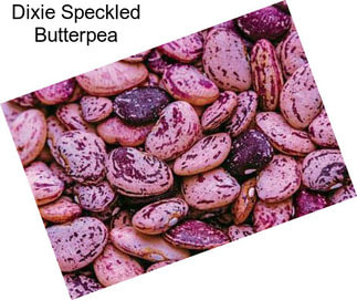 Dixie Speckled Butterpea