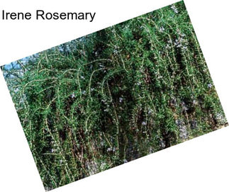 Irene Rosemary