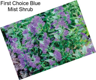 First Choice Blue Mist Shrub