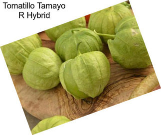 Tomatillo Tamayo R Hybrid