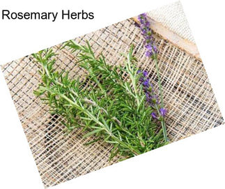 Rosemary Herbs