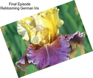 Final Episode Reblooming German Iris