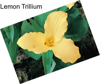 Lemon Trillium