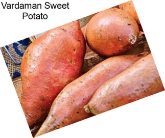 Vardaman Sweet Potato