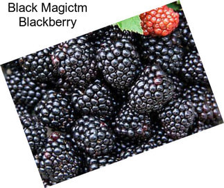 Black Magictm Blackberry