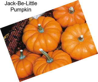 Jack-Be-Little Pumpkin