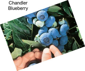 Chandler Blueberry