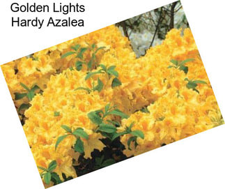 Golden Lights Hardy Azalea