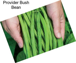 Provider Bush Bean