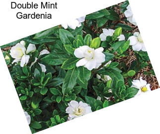 Double Mint Gardenia