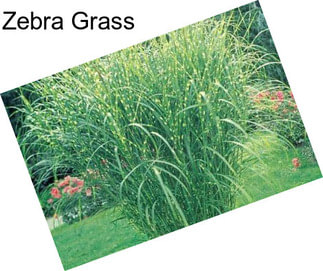 Zebra Grass