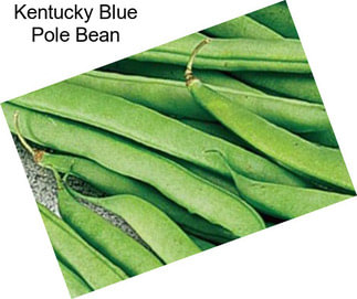 Kentucky Blue Pole Bean