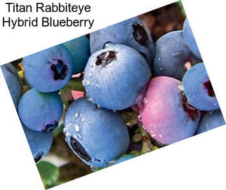 Titan Rabbiteye Hybrid Blueberry