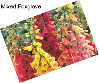 Mixed Foxglove