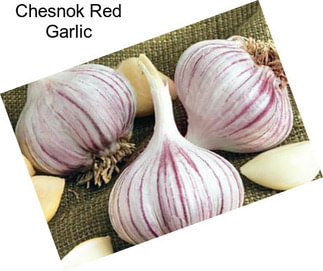 Chesnok Red Garlic