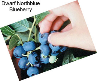 Dwarf Northblue Blueberry
