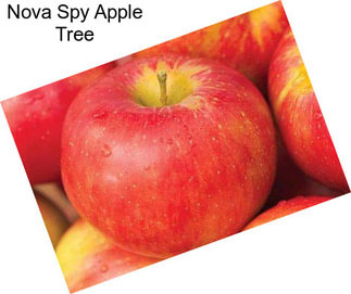 Nova Spy Apple Tree