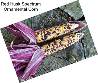 Red Husk Spectrum Ornamental Corn