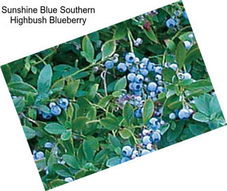 Sunshine Blue Southern Highbush Blueberry