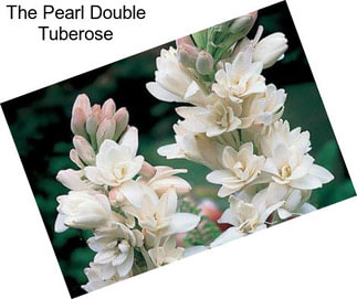 The Pearl Double Tuberose