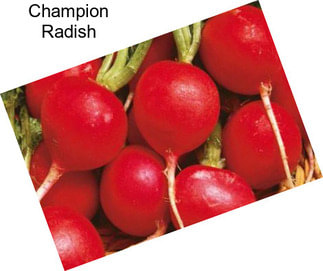 Champion Radish